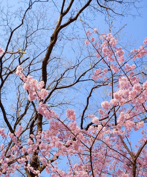 樱花（探寻樱花背后的文化意义）