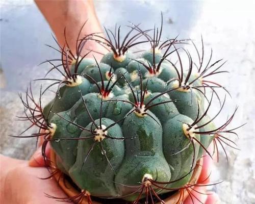 仙人球烂心了怎么办?如何有效预防和处理?