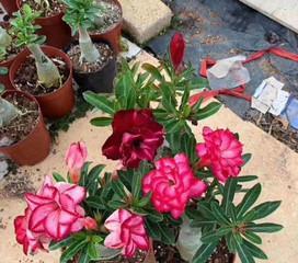 沙漠玫瑰多久开花一次?如何正确养护以促进开花?