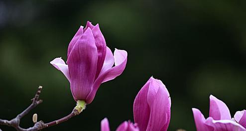 红玉兰花语之美丽坚强（红玉兰的花语与含义及文化象征）