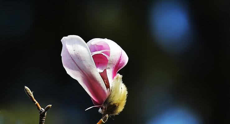 红玉兰花语之美丽坚强（红玉兰的花语与含义及文化象征）