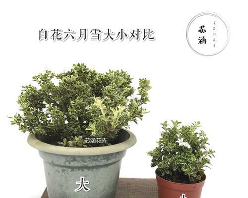 以六月雪的寓意——冰雪与热情的融合(六月雪)