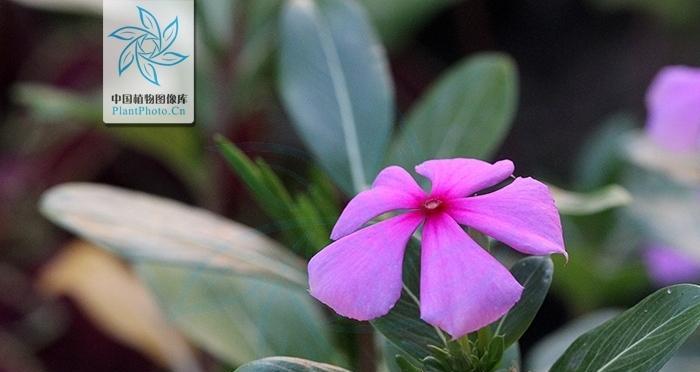 长春花在室内养有毒吗?如何安全种植长春花?