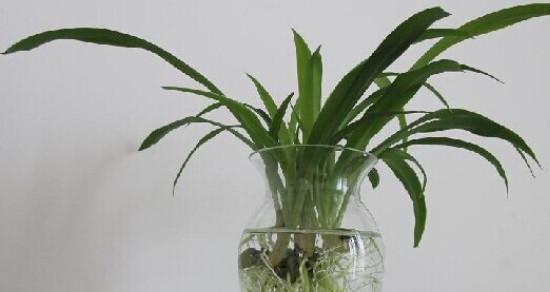 玫瑰花可以水培吗？水培养殖方法有哪些？