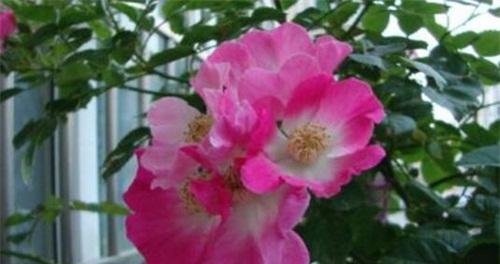 以白色郁金香的花语探索友情的真谛(友情如白色郁金香盛开)