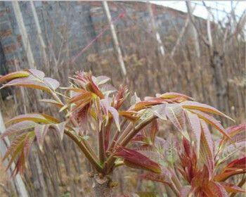 香椿可以种在院子里吗?院子里种植香椿的注意事项是什么?