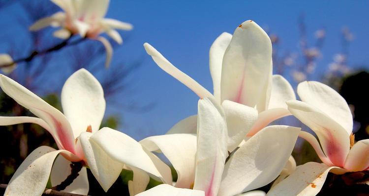白玉兰花的象征意义及传承之美（探索白玉兰花作为文化符号的丰富内涵）