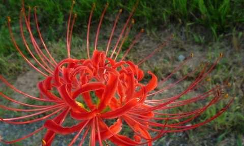 彼岸花养殖容易吗？如何正确养护以确保花开？