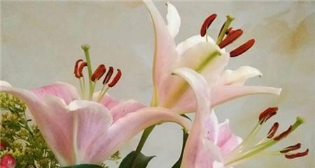粉百合的花语-传递纯洁与爱的象征（粉百合的花语及象征意义解读）