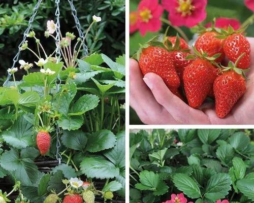 草莓开花结果的最佳时间是什么时候？如何促进其生长？