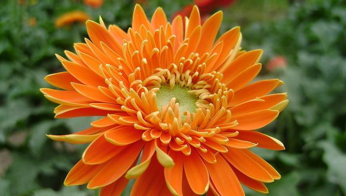 多彩非洲菊花语（揭示不同颜色非洲菊的花语之美）