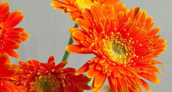 多彩非洲菊花语（揭示不同颜色非洲菊的花语之美）