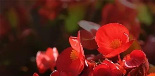 四季海棠可以浇啤酒吗？这样做有什么好处和风险？