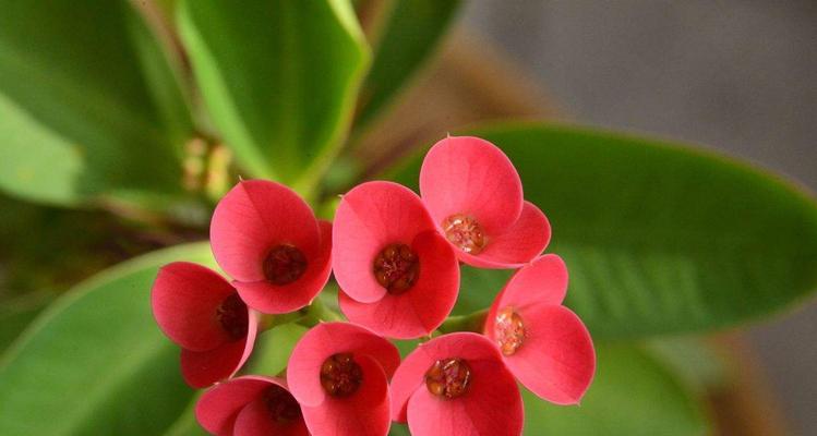 刺梅一年开几次花？如何正确养护以促进花期？