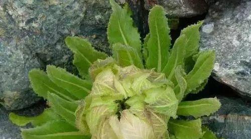 雪莲花属于保护植物吗?保护级别和相关法规是什么?