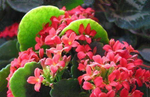 长寿花花语与寓意（揭秘长寿花语的神秘力量）