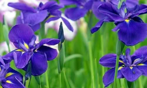 什么花代表忠诚？揭秘花语背后的含义！