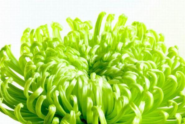 绿菊花的花语与意义（探寻绿菊花所传达的深层寓意）