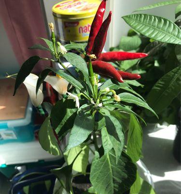 朝天椒几月份开花结果？如何确保高产？