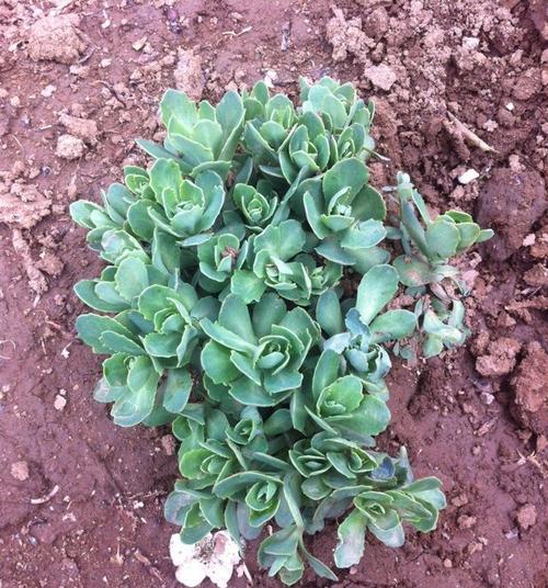 八宝景天如何养殖才能分枝更多？分枝多的养殖技巧是什么？