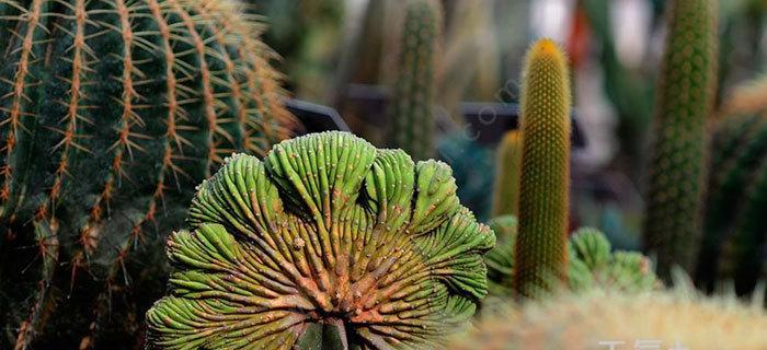 仙人掌花语的象征与寓意——坚韧不拔的生命之花（探寻仙人掌花的文化内涵与生命力的启示）