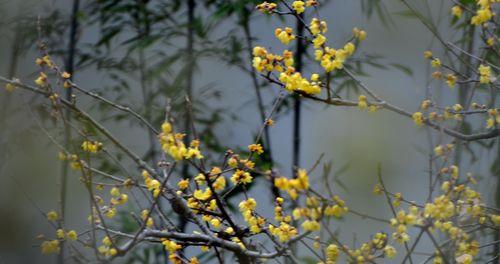 腊梅冬天能栽活吗？如何在冬季成功种植腊梅？