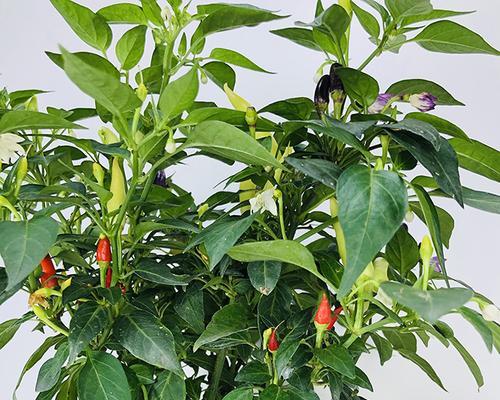 阳台种植朝天椒的最佳时间是什么时候？有哪些简单方法？