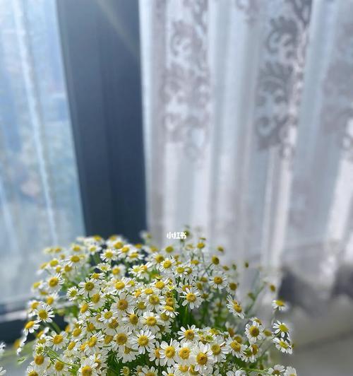 雏菊花语(雏菊花语传递的情感和美好)