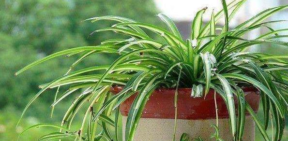 葫芦浇水的正确方法是什么？如何确保葫芦健康生长？