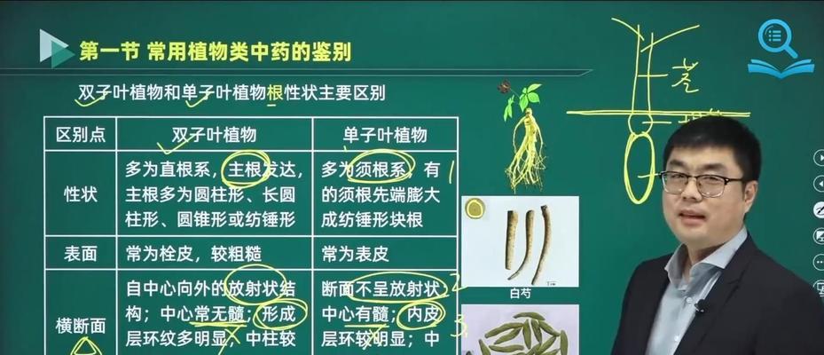 土豆属于单子叶植物吗？常见分类误区有哪些？