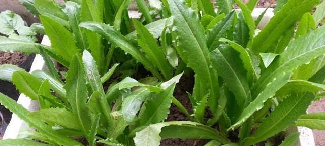 油麦菜夏天种植需要注意什么？如何确保成活率？