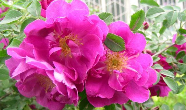 威海市花之美——白兰花的寓意与象征（白兰花的纯洁与永恒）