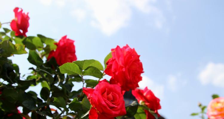 威海市花之美——白兰花的寓意与象征（白兰花的纯洁与永恒）