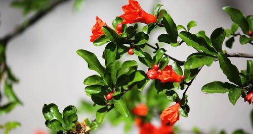 威海市花之美——白兰花的寓意与象征（白兰花的纯洁与永恒）