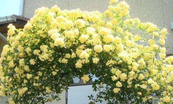 木香花修剪方法是什么？如何正确修剪木香花？