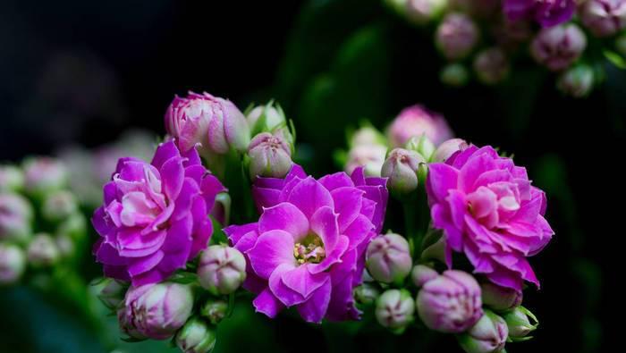 紫罗兰（探索紫罗兰所象征的情感与寓意）