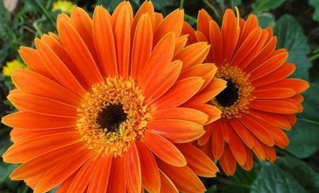 花语中的欲望（探索以代表欲望的花及其花语的意义）