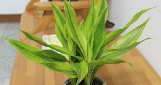 富贵竹喜阳光吗？如何正确养护富贵竹以确保其健康生长？