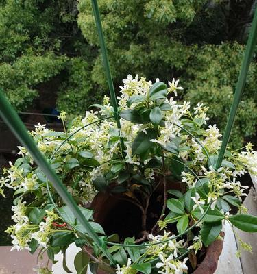 风车茉莉用什么土最好？如何选择适合的土壤类型？