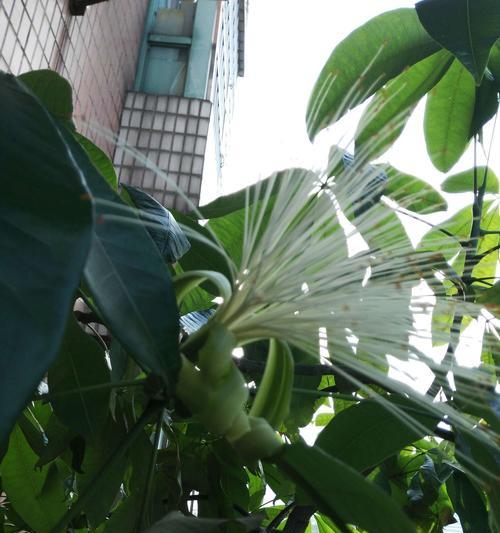 发财树开花的预兆与寓意（探寻发财树开花的奇迹与机遇）