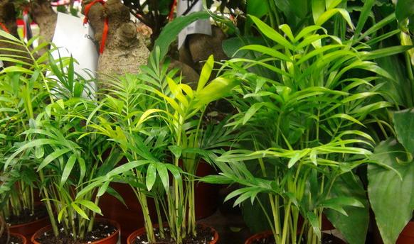 袖珍椰子放在卧室安全吗？需要注意什么？