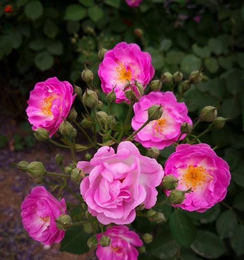 野蔷薇花语的意义及传承（一朵野蔷薇的背后隐藏的意义和象征）