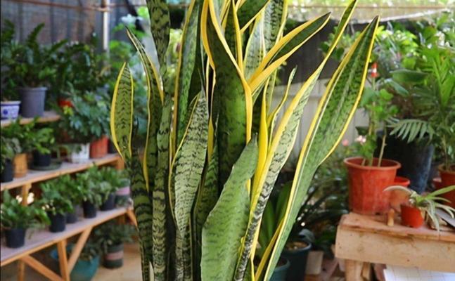 虎皮兰的生长环境是什么？如何选择合适的生长地方条件？