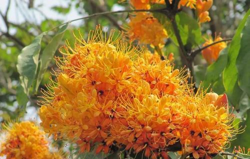 无私之花（以百合为象征）