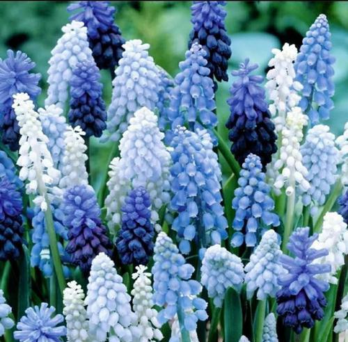 蓝色风信子的花语与象征意义（解读蓝色风信子的花语）