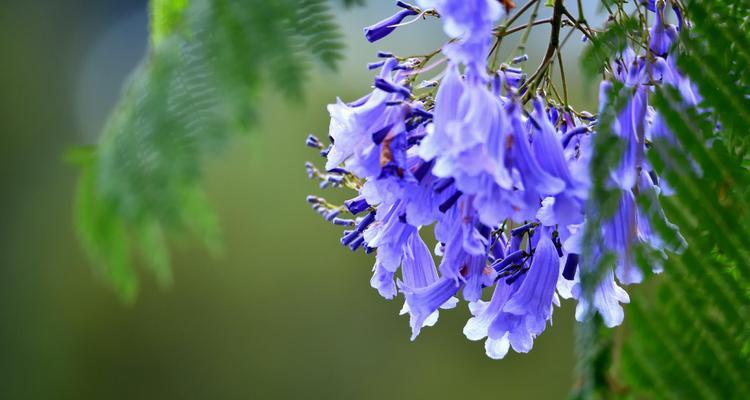 蓝花楹的花期是什么时候？如何判断最佳观赏时间？