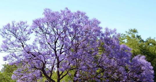 蓝花楹的花期是什么时候？如何判断最佳观赏时间？