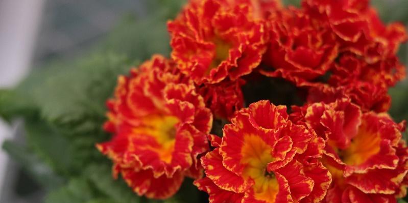 什么花代表报春？报春花的象征意义是什么？