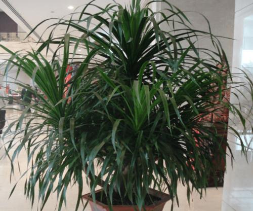 以巴西木的风水作用——开启繁荣财运的大门（招财进宝）