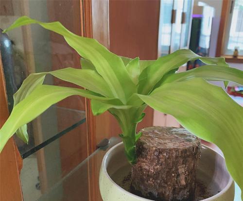 以巴西木的风水作用——开启繁荣财运的大门（招财进宝）